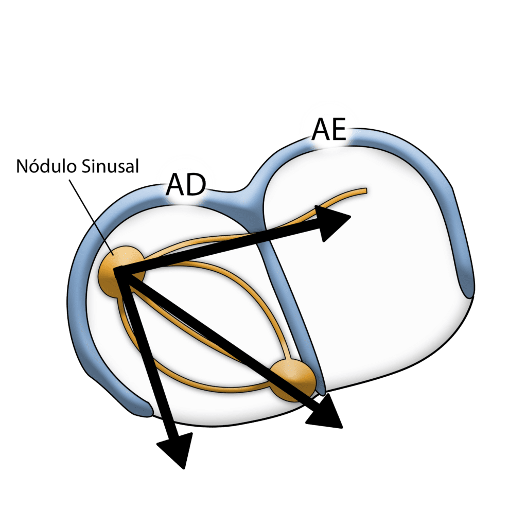 Ativação elétrica atrial