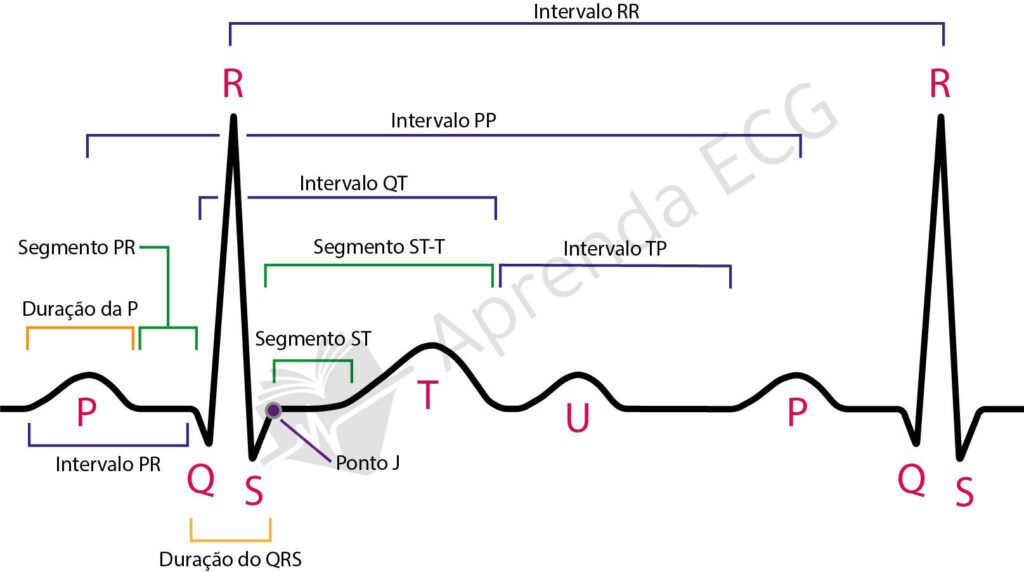 ondas e intervalos ECG
